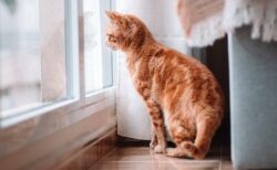 【おもちゃ】猫の ”頭の良さ” がしっかりとわかる映像。これは難しい！