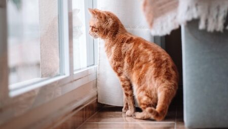 【おもちゃ】猫の ”頭の良さ” がしっかりとわかる映像。これは難しい！