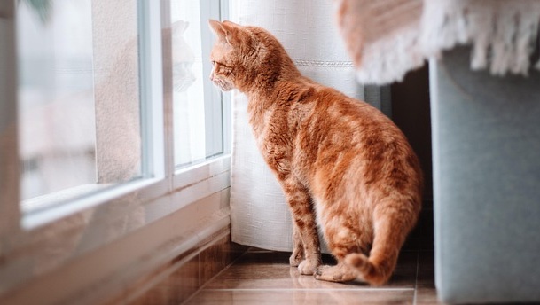 【おもちゃ】猫の ”頭の良さ” がしっかりとわかる映像。これは難しい!