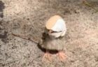【笑】卵の殻を被ったひよこ「カリメロ」実在していた！