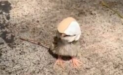 【笑】卵の殻を被ったひよこ「カリメロ」実在していた！
