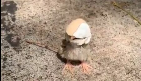 【笑】卵の殻を被ったひよこ「カリメロ」実在していた！