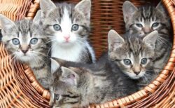 【動画】おもちゃを夢中で目で追う4匹の子猫　つぶらな目が最高にキュート