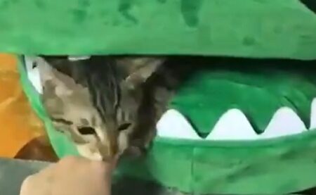 【笑】ワニワニパニック！ぬいぐるみの中には可愛い猫ちゃんが！