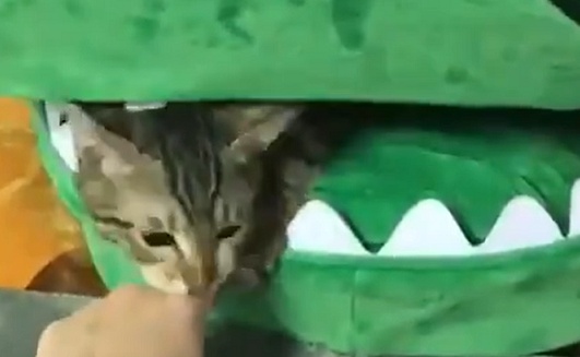 【笑】ワニワニパニック！ぬいぐるみの中には可愛い猫ちゃんが！