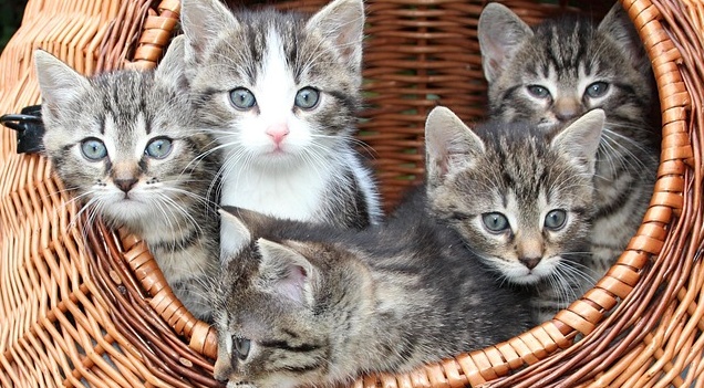 【動画】おもちゃを夢中で目で追う4匹の子猫　つぶらな目が最高にキュート