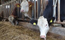 【笑】牛舎で大人気の猫、まんざらでもない様子