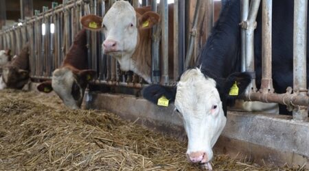 【笑】牛舎で大人気の猫、まんざらでもない様子