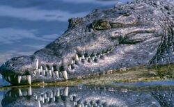 【まるで恐竜】大型ワニが鳴いた時の動画が話題　地面が振動し水面が揺れしぶきがあがる・・・