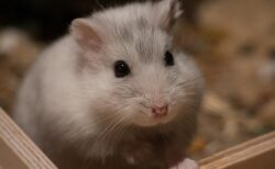 【たまらん】目が合った瞬間に飛びついてくるうちのハムスター！見て！