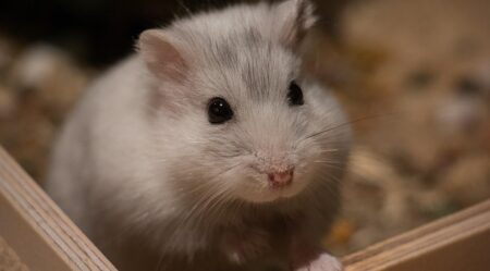 【たまらん】目が合った瞬間に飛びついてくるうちのハムスター！見て！