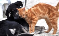 【そーっと】大好きな犬にちょっかいをかける猫ちゃんｗ　乙女すぎるｗｗｗｗ