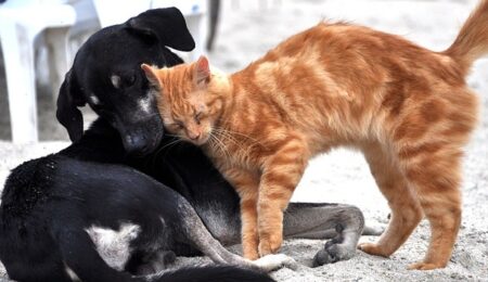 【そーっと】大好きな犬にちょっかいをかける猫ちゃんｗ　乙女すぎるｗｗｗｗ