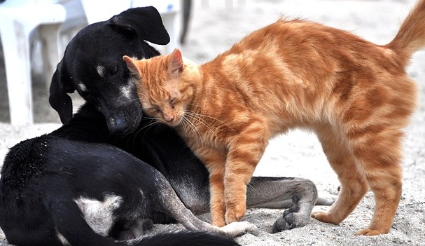 【そーっと】大好きな犬にちょっかいをかける猫ちゃんw 乙女すぎるwwww