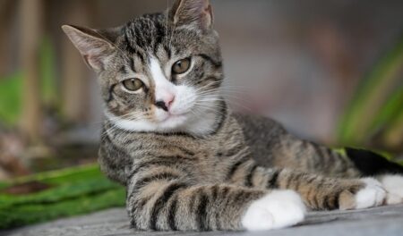 【笑】眠る飼い主にそーっと近づき頭をはたいて寝たふりするネコ！おもしろすぎ！