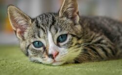 甘えながらロック調で歌い出す猫ちゃんが最高ｗｗｗｗ