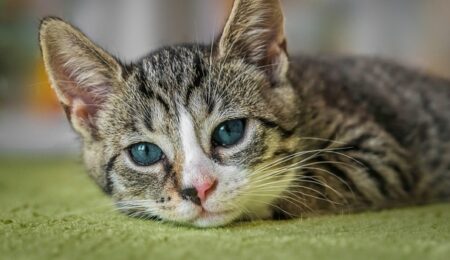 甘えながらロック調で歌い出す猫ちゃんが最高ｗｗｗｗ