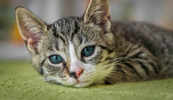 甘えながらロック調で歌い出す猫ちゃんが最高ｗｗｗｗ