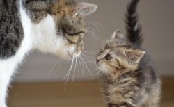 【たまらん】真剣な顔でぎこちなく子猫を運ぶ新米ママ猫さんと、されるがままの子猫