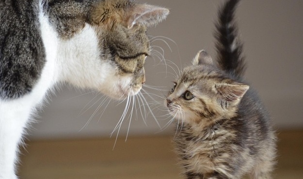 【たまらん】真剣な顔でぎこちなく子猫を運ぶ新米ママ猫さんと、されるがままの子猫