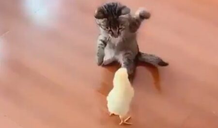 【子 vs 子】ひよこ vs 子猫　世紀のバトルが今始まる！