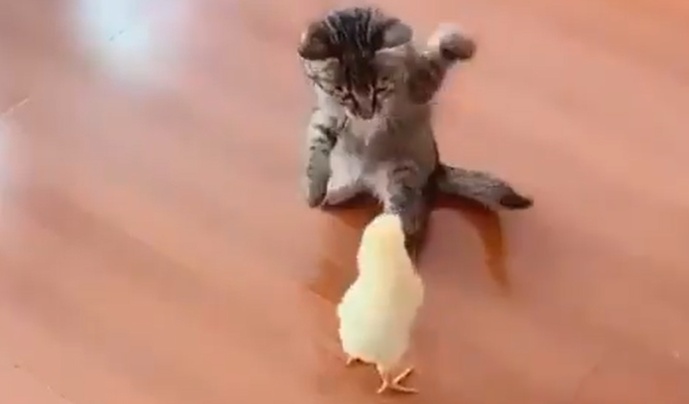 【子 vs 子】ひよこ vs 子猫 世紀のバトルが今始まる!