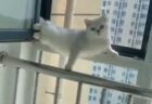 【動画】ドアを開けると変なポーズで固まっていた猫が話題「どういう状況？！」「表情！笑」