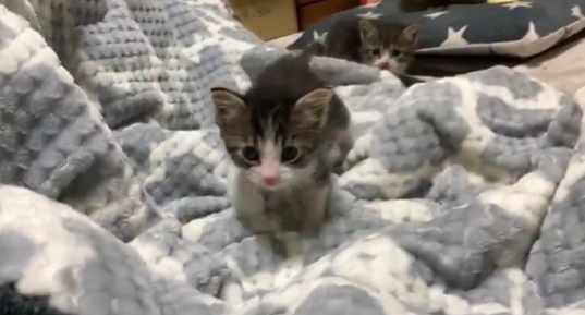 【28秒】雨のなか子猫2匹保護してきた！とにかく可愛いから見て！