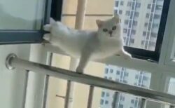 【動画】ドアを開けると変なポーズで固まっていた猫が話題「どういう状況？！」「表情！笑」
