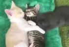 【動画】どうしても間に入り込みたい猫が話題。挟まれたい！