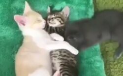 【動画】どうしても間に入り込みたい猫が話題。挟まれたい！