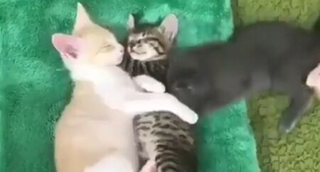 【動画】どうしても間に入り込みたい猫が話題。挟まれたい！