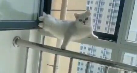 【動画】ドアを開けると変なポーズで固まっていた猫が話題「どういう状況？！」「表情！笑」
