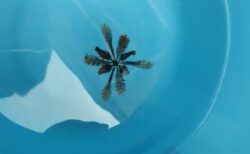 【生きた化石】植物にしか見えない「ウミシダ」が泳ぐ様子、不思議すぎる