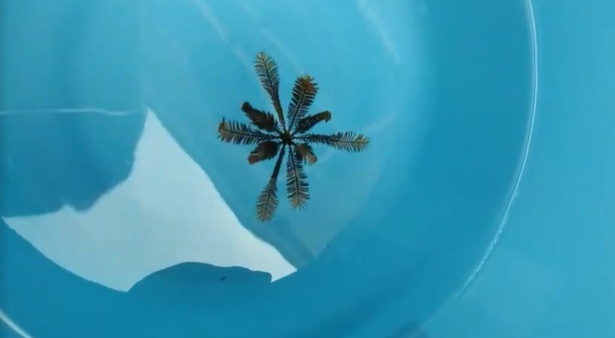 【生きた化石】植物にしか見えない「ウミシダ」が泳ぐ様子、不思議すぎる