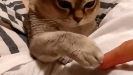 【笑】自分の手が上！負けず嫌いな猫ちゃん達が可愛い