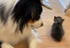 【癒】寝てる子猫に気を使いそっと離れる犬と、犬にくっついて眠りたい子猫
