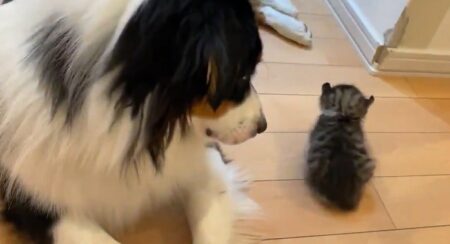 【癒】寝てる子猫に気を使いそっと離れる犬と、犬にくっついて眠りたい子猫