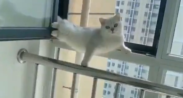 【動画】ドアを開けると変なポーズで固まっていた猫が話題「どういう状況?!」「表情!笑」