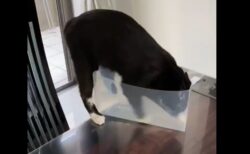 何やら夢中な猫、うっかりテーブルから落っこちてしまう！