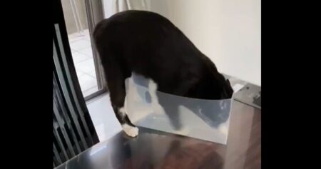 何やら夢中な猫、うっかりテーブルから落っこちてしまう！