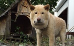 マムシや鉢に刺された犬猫たち　可哀想だけど、、笑ってしまう！