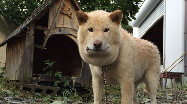 マムシや鉢に刺された犬猫たち　可哀想だけど、、笑ってしまう！