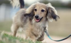 【笑】猛ダッシュで突進してくダックスくん！向かった先にあったのは・・・