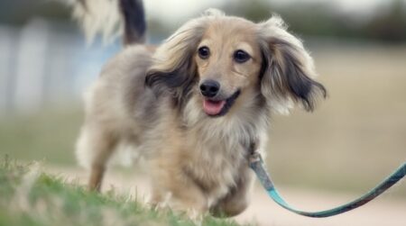 【笑】猛ダッシュで突進してくダックスくん！向かった先にあったのは・・・