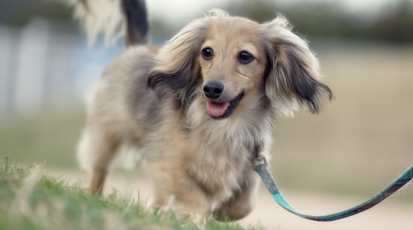 【笑】猛ダッシュで突進してくダックスくん！向かった先にあったのは・・・