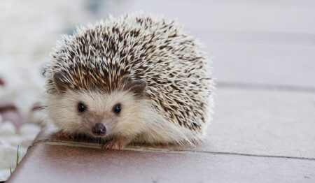 【動画】こっちにダッシュしてくるハリネズミ！おもちゃみたいな愛らしさｗｗｗｗ