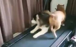 【笑】部屋でランニングマシンする2匹　陽気なハスキー君が話題「コントみたいｗ」