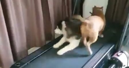 【笑】部屋でランニングマシンする2匹　陽気なハスキー君が話題「コントみたいｗ」