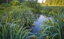 【恐怖】日本にも存在する「底なし沼」近寄るべからず！！！